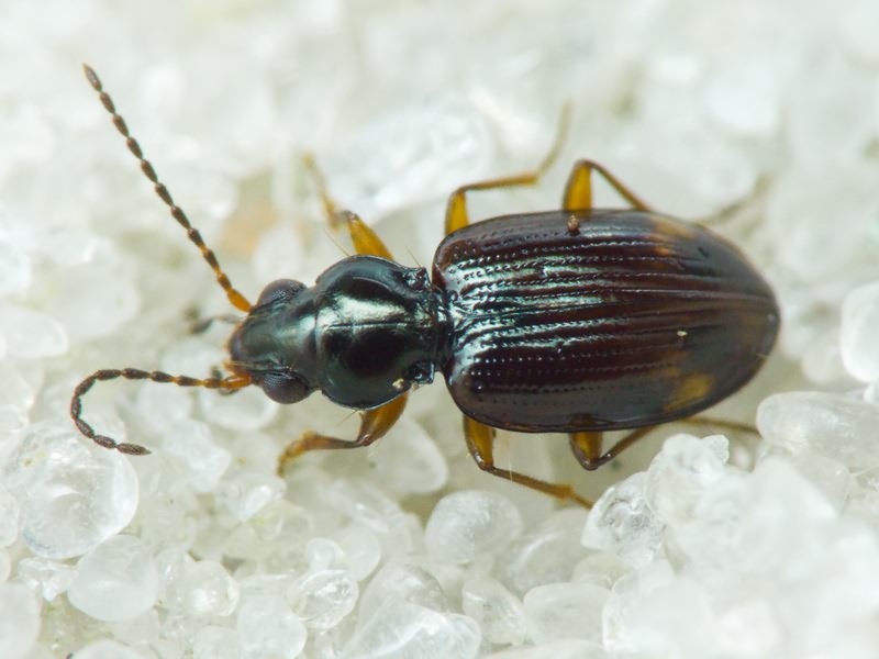 Bembidion Latreille, 1802